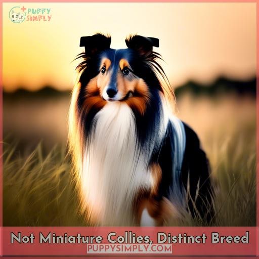Not Miniature Collies, Distinct Breed
