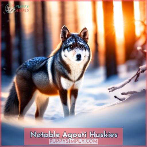 Notable Agouti Huskies