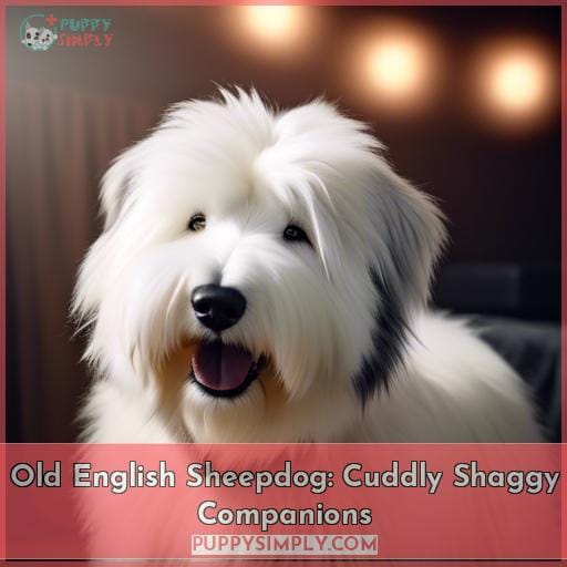 Old English Sheepdog: Cuddly Shaggy Companions