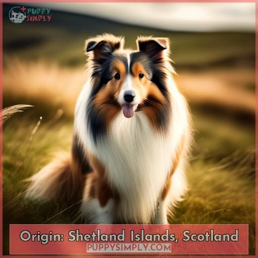 Origin: Shetland Islands, Scotland