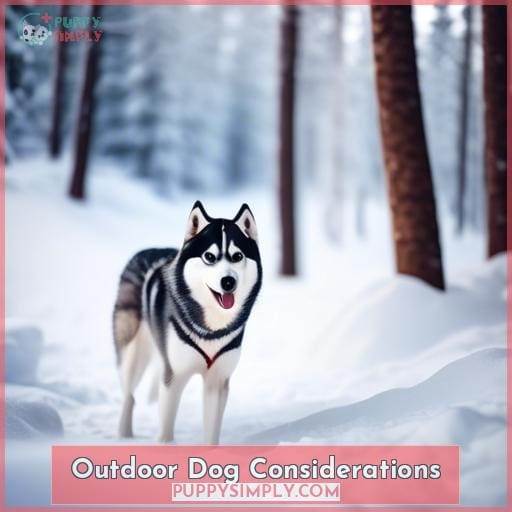 Outdoor Dog Considerations