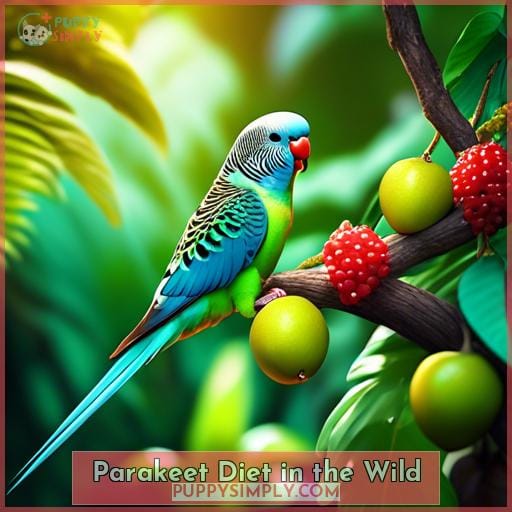 Parakeet Diet in the Wild