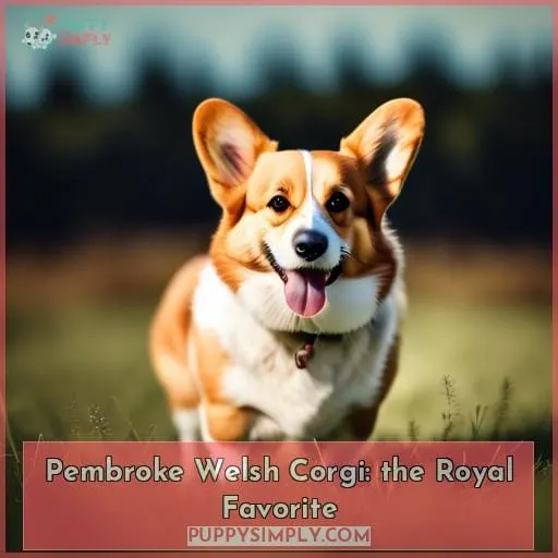 Pembroke Welsh Corgi: the Royal Favorite