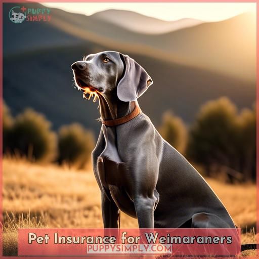 Pet Insurance for Weimaraners