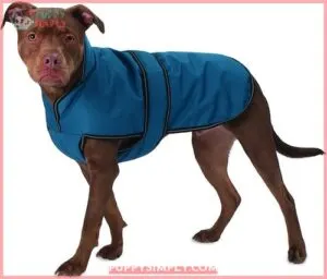 PetRageous Designs Juneau Insulated Dog