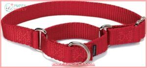 PetSafe Martingale Collar 1 Medium, B000JD1PUW