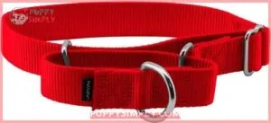 PetSafe Nylon Martingale Dog Collar