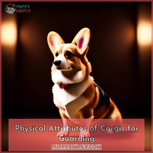 Physical Attributes of Corgis for Guarding