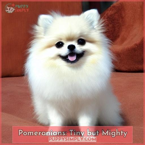 Pomeranians: Tiny but Mighty