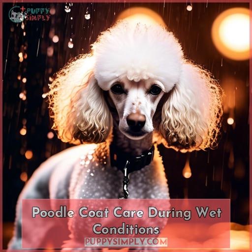 Poodle Coat Care During Wet Conditions