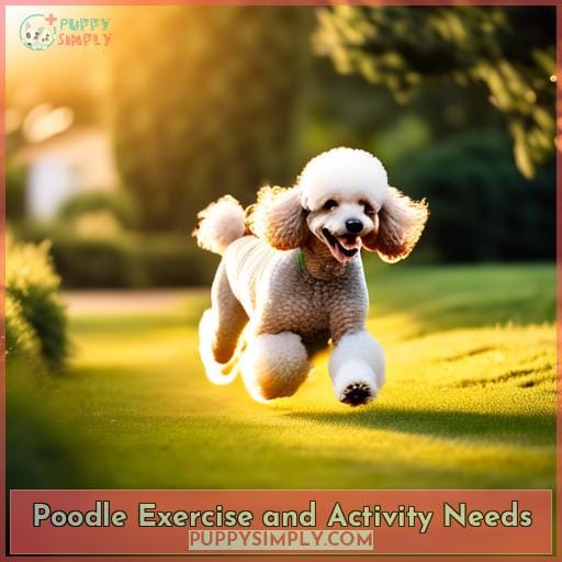 Poodle Exercise and Activity Needs