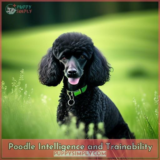 Poodle Intelligence and Trainability