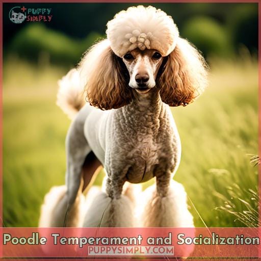 Poodle Temperament and Socialization