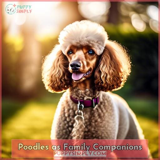 Poodles as Family Companions
