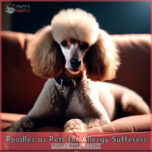Poodles as Pets for Allergy Sufferers