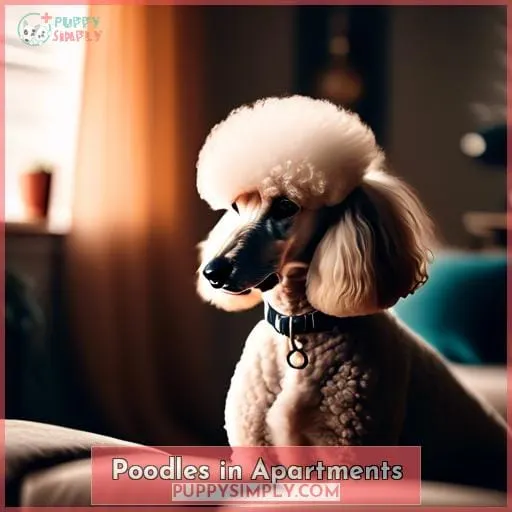 Poodles in Apartments