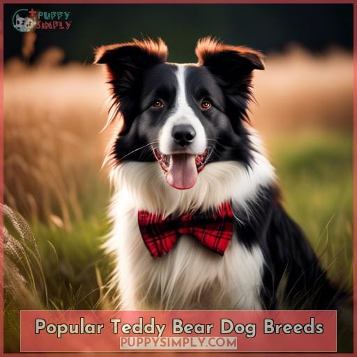 Popular Teddy Bear Dog Breeds