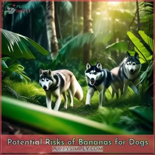 Potential Risks of Bananas for Dogs