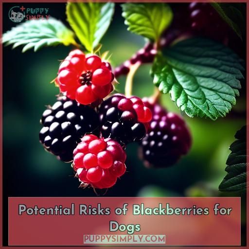 Potential Risks of Blackberries for Dogs
