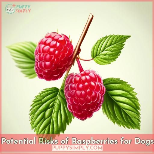 Potential Risks of Raspberries for Dogs