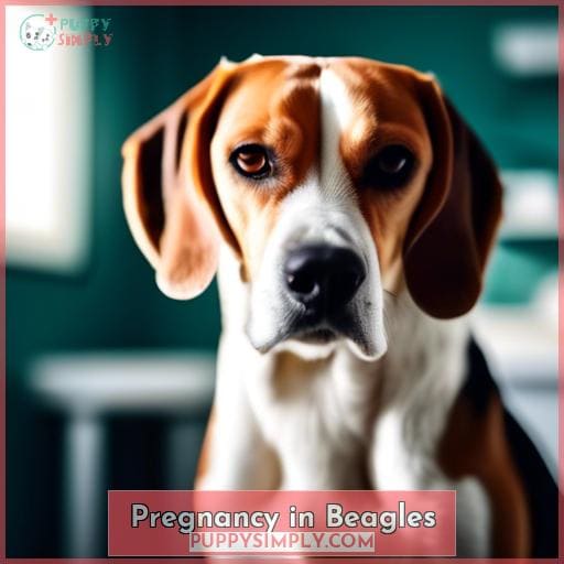 Pregnancy in Beagles