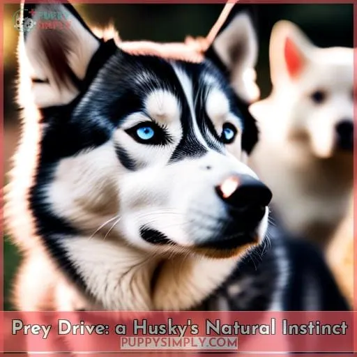 Prey Drive: a Husky