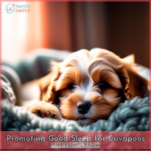 Promoting Good Sleep for Cavapoos Promoting Good Sleep for Cavapoos