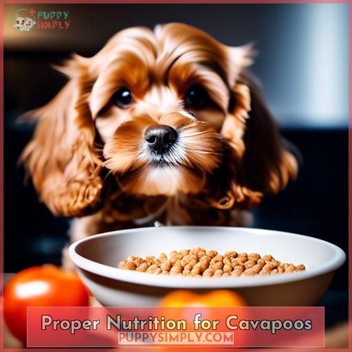 Proper Nutrition for Cavapoos