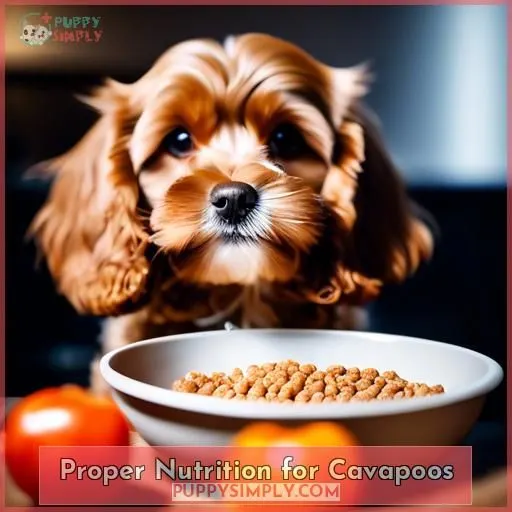 Proper Nutrition for Cavapoos