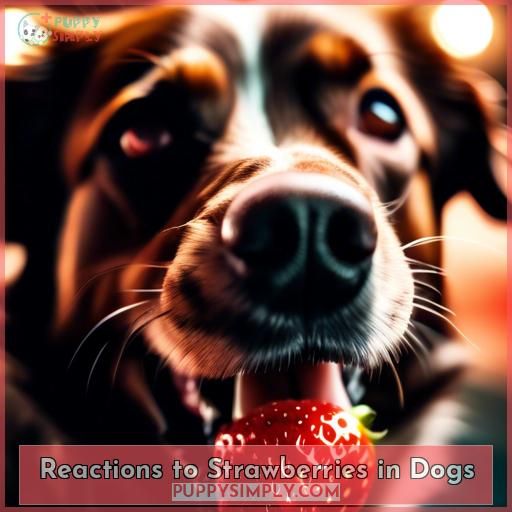 Reactions to Strawberries in Dogs