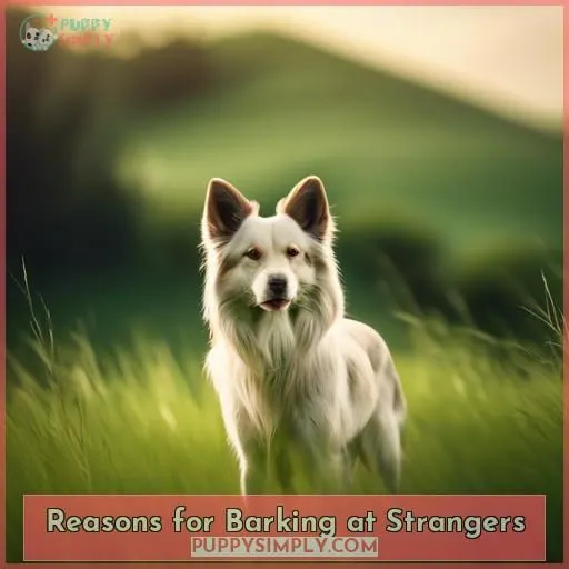 Reasons for Barking at Strangers