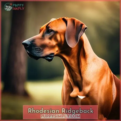 Rhodesian Ridgeback