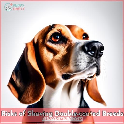 Risks of Shaving Double-coated Breeds