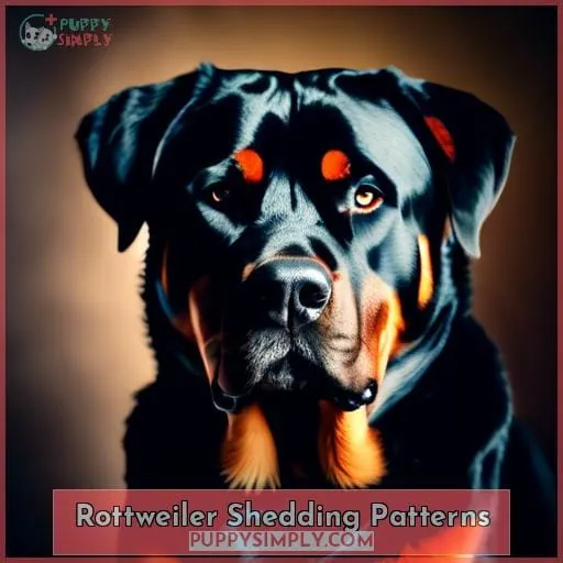 Rottweiler Shedding Patterns