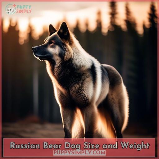 Russian Bear Dog Size and Weight