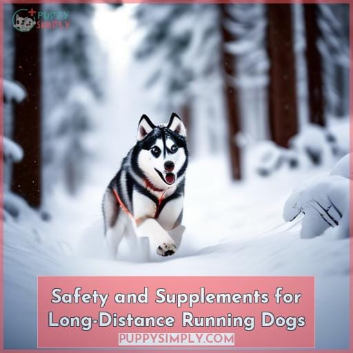 Safety and Supplements for Long-Distance Running Dogs