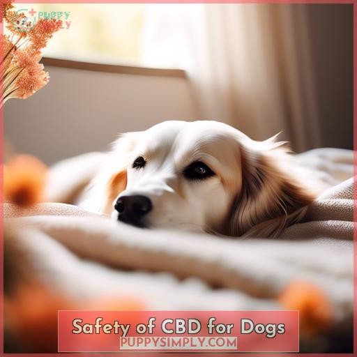 Safety of CBD for Dogs