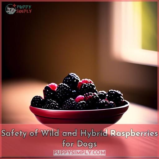 Safety of Wild and Hybrid Raspberries for Dogs