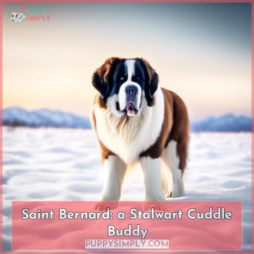 Saint Bernard: a Stalwart Cuddle Buddy
