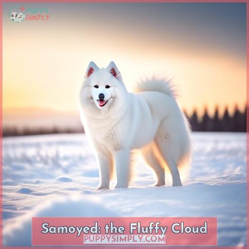 Samoyed: the Fluffy Cloud