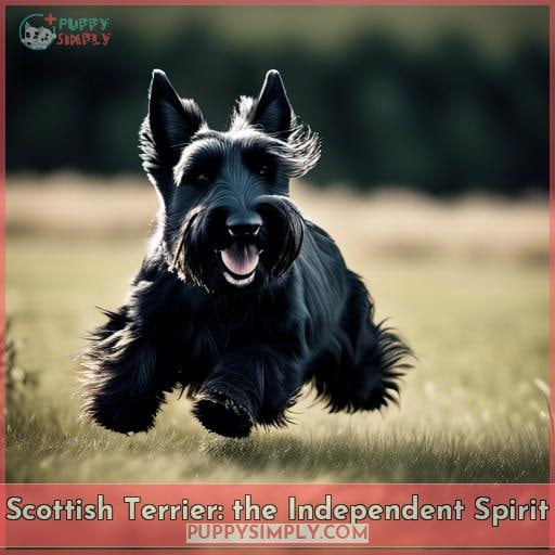 Scottish Terrier: the Independent Spirit