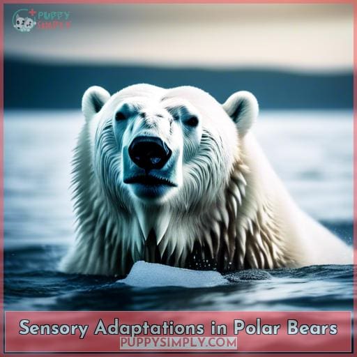 Sensory Adaptations in Polar Bears