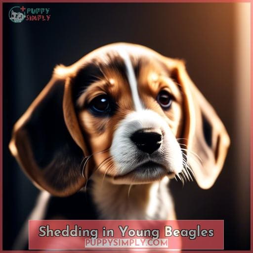 Shedding in Young Beagles