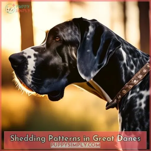 Shedding Patterns in Great Danes