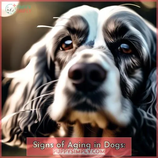 Signs of Aging in Dogs: