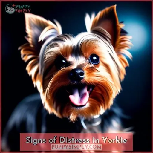 Signs of Distress in Yorkie