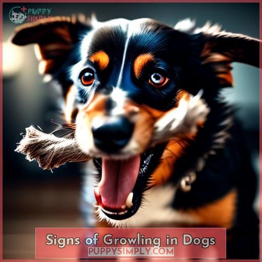 Signs of Growling in Dogs