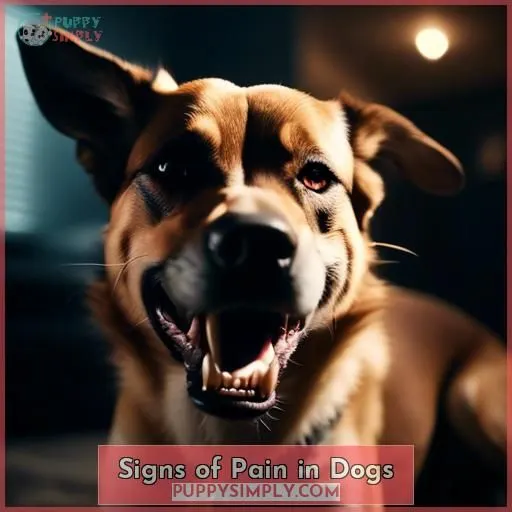 Signs of Pain in Dogs