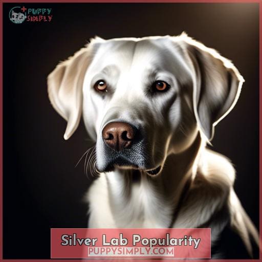 Silver Lab Popularity