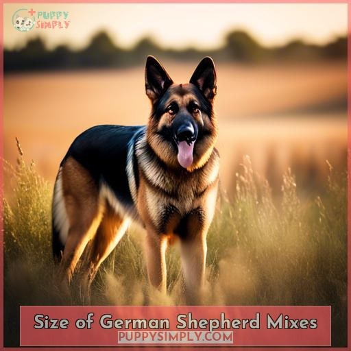 Size of German Shepherd Mixes